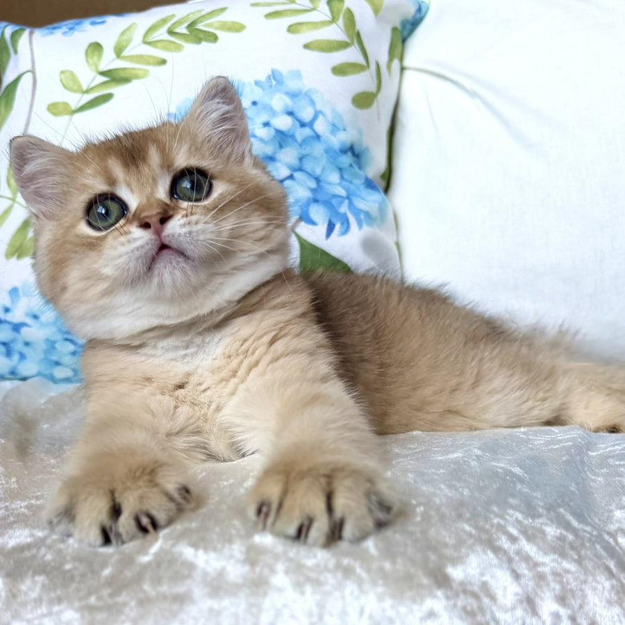 Crispy British Shorthair male, black golden shaded