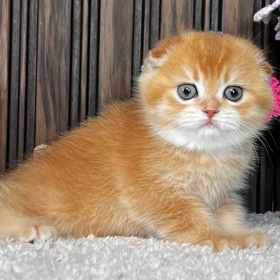 Nala Scottish Fold female, black golden chinchilla