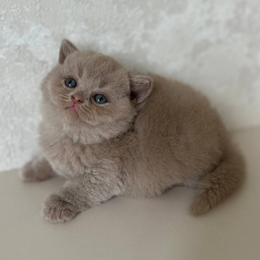 Jasmine British Shorthair female, fawn