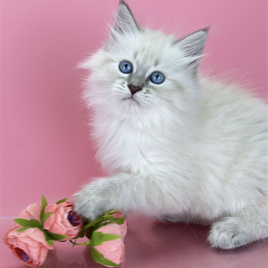 Zenia Siberian female, blue tabby pointed