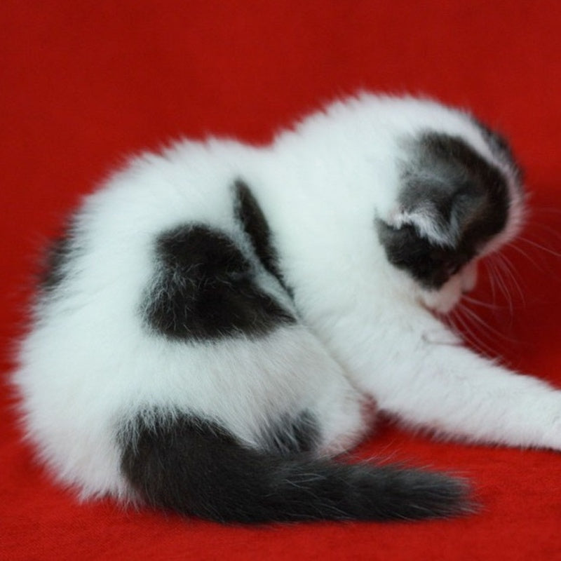 Tic Tac Scottish Fold male, black silver harlequin
