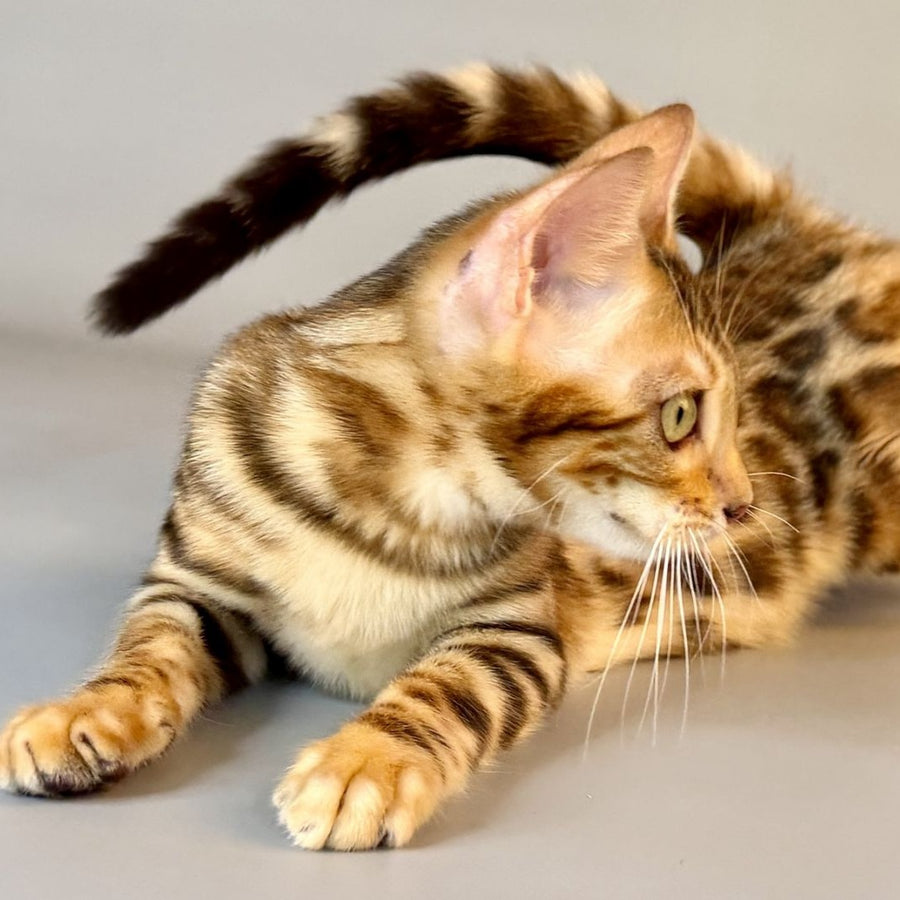 Xirelle Bengal female, black golden spotted tabby