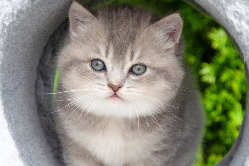 Elza Scottish Straight female blue ticked tabby - live animals