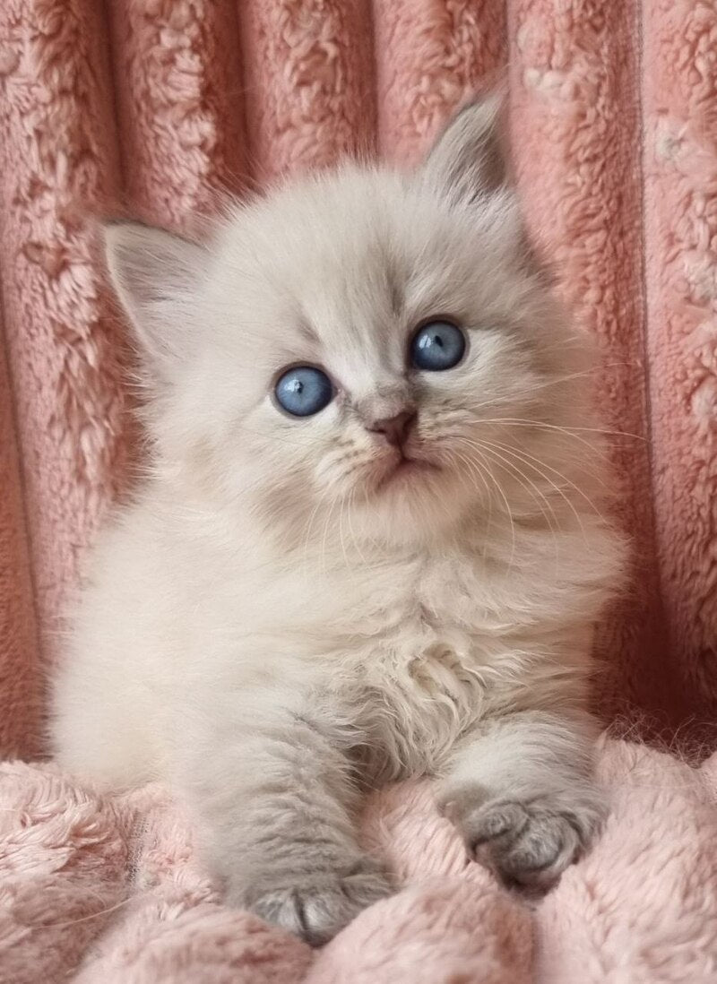 Zahar Siberian male blue tabby pointed - live animals