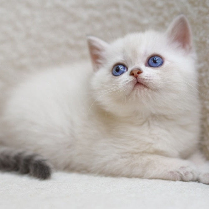 Bi Bi Scottish Straight female, blue tabby pointed