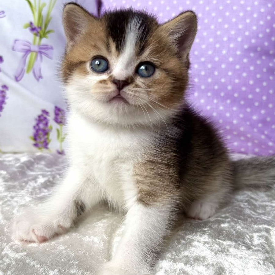 Elio British Shorthair male, black golden ticked tabby bicolour