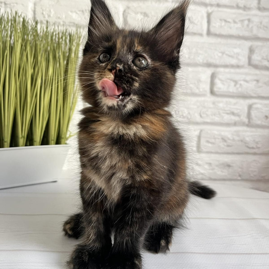 Karen Maine Coon female, black tortie