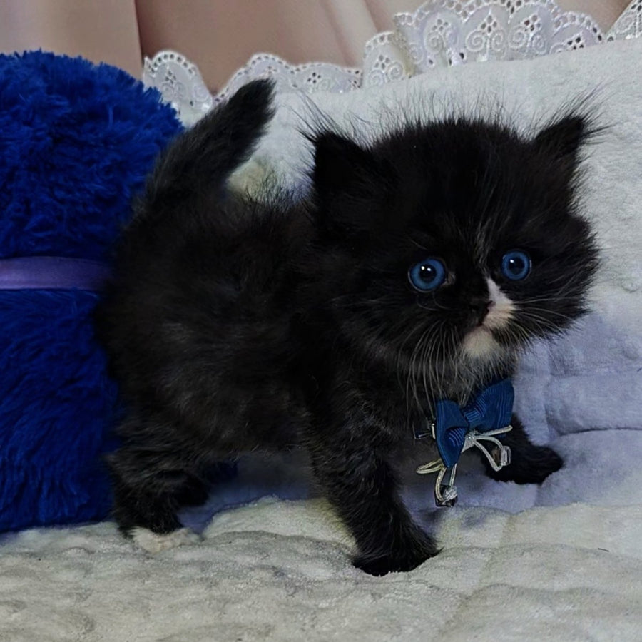 Vision Scottish Straight male, black with white