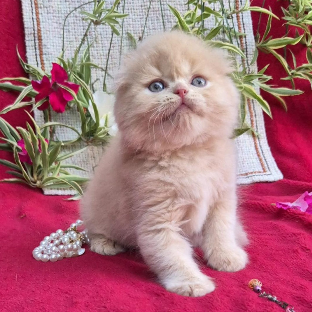 Milo Scottish Fold male, cream