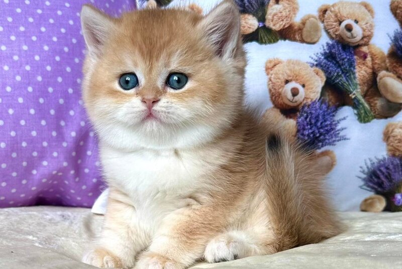 Dominica British Shorthair female, black golden chinchilla