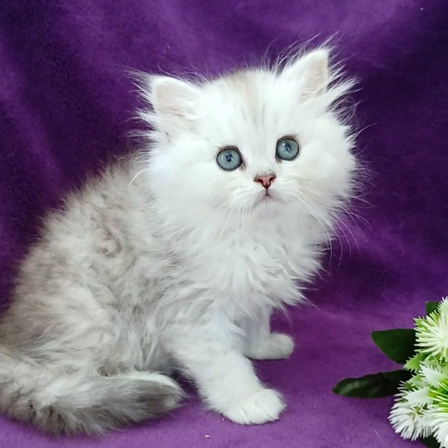 Maks Persian male, black silver shaded