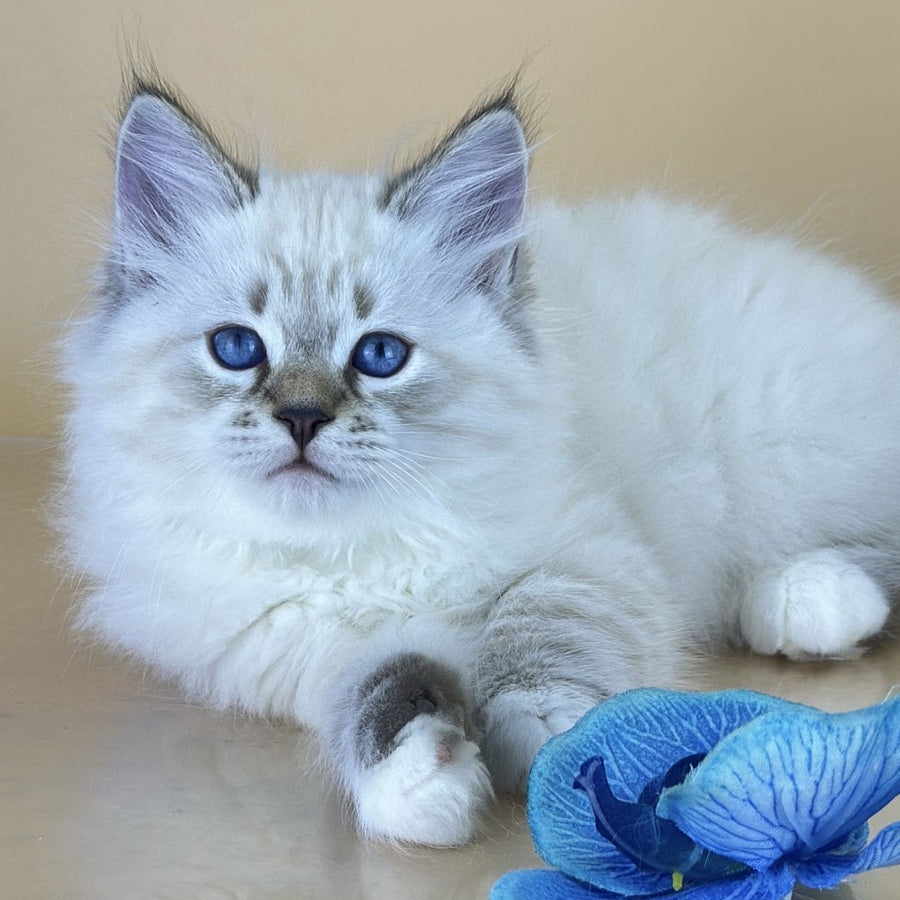 Arctic Siberian male, seal tabby pointed with white