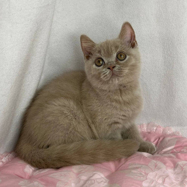Winston British Shorthair male, lilac