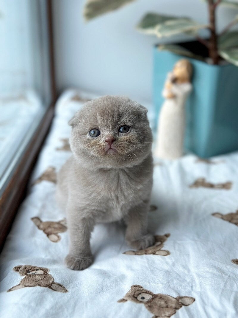 Nala Scottish Fold female, lilac