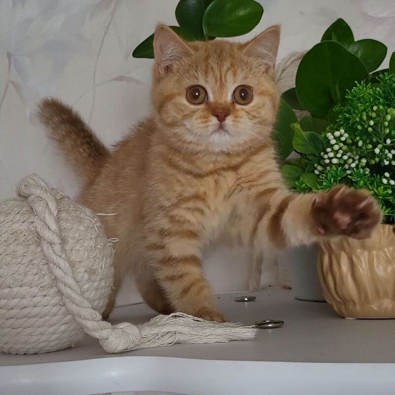 Alina British Shorthair female cinnamon - live animals