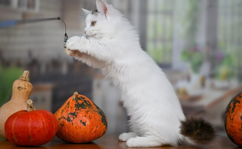 Limonchella Munchkin female, chocolate tabby van