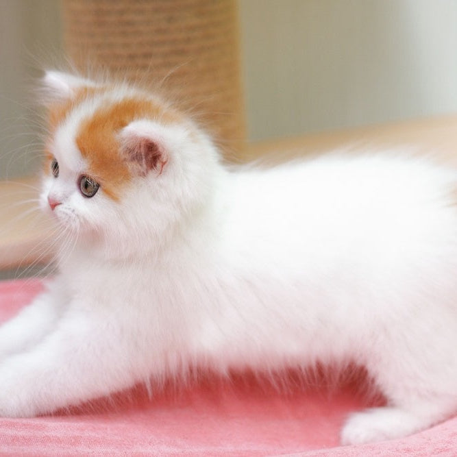 Vjick Scottish Straight male, red tabby van