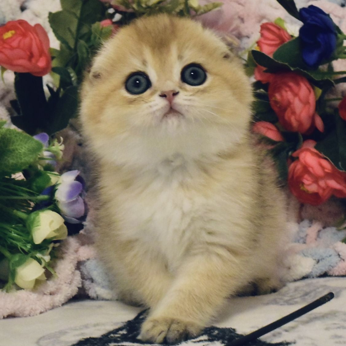 Barni Scottish Fold male, black golden shaded