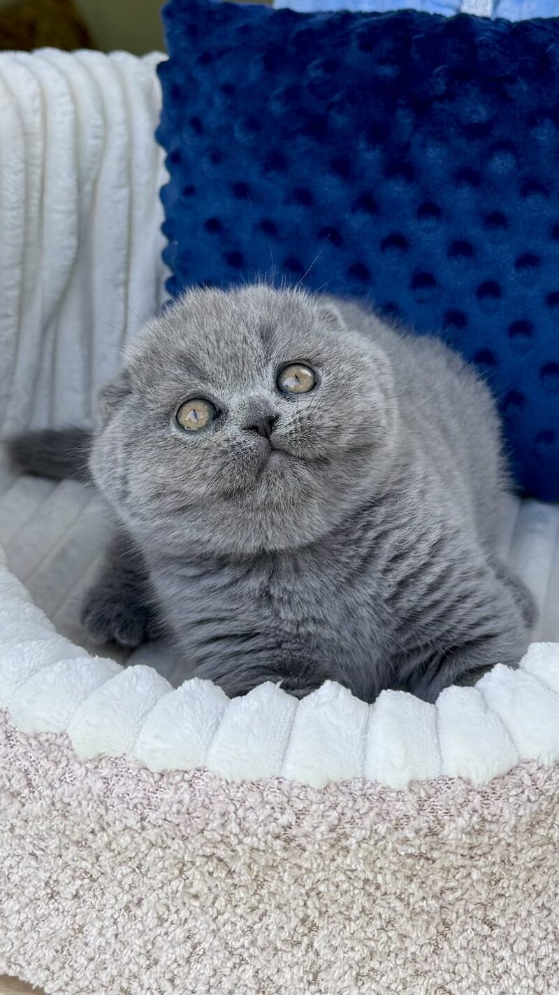 Trevor Scottish Fold male, blue