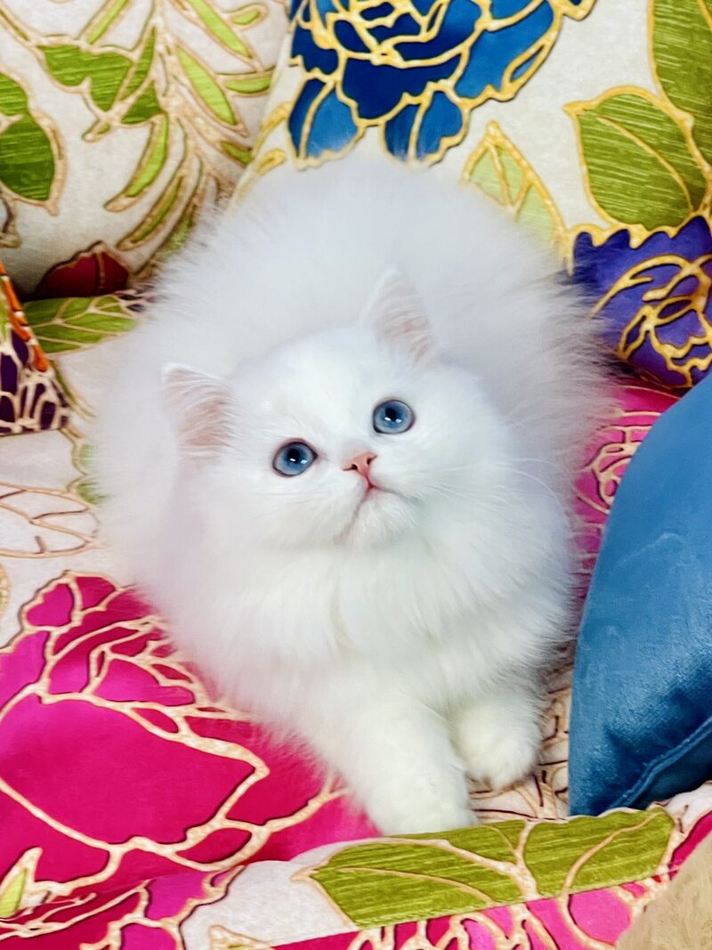 Marcy Scottish Straight male, white