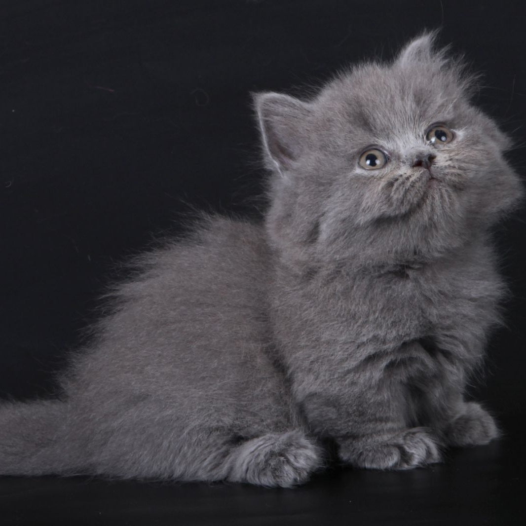Waldoon Munchkin male, blue