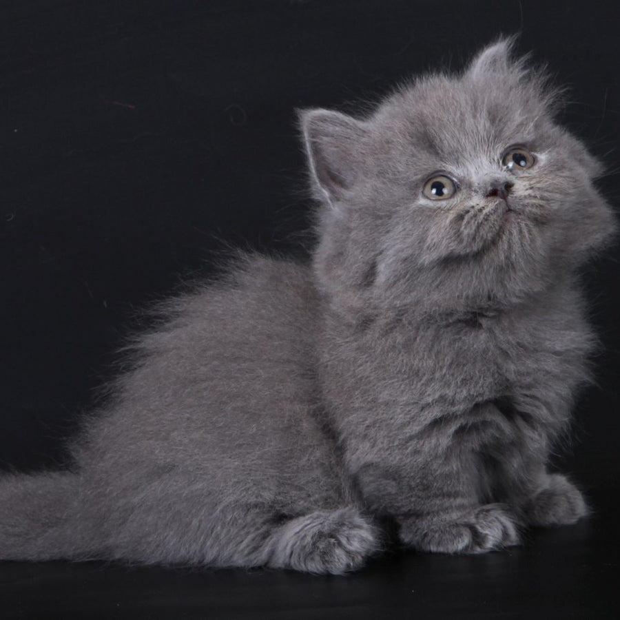 Waldoon Munchkin male, blue