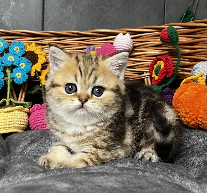 Fiona Scottish Straight female, black golden tabby