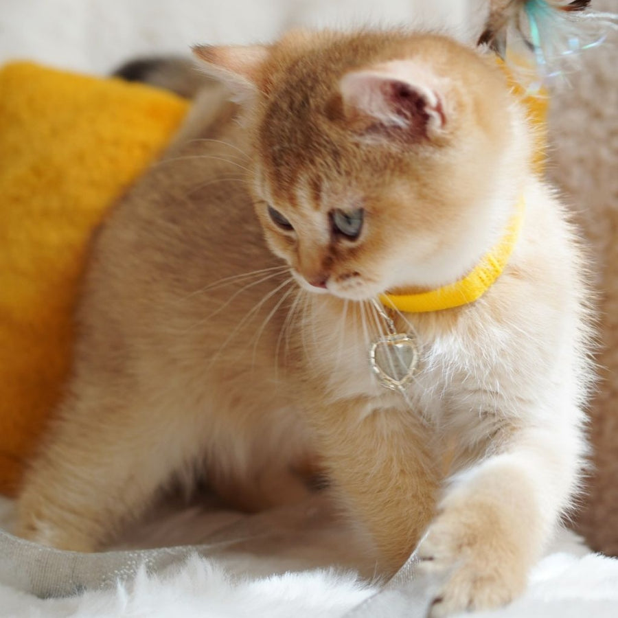 Vincent British Shorthair male, chocolate golden shaded