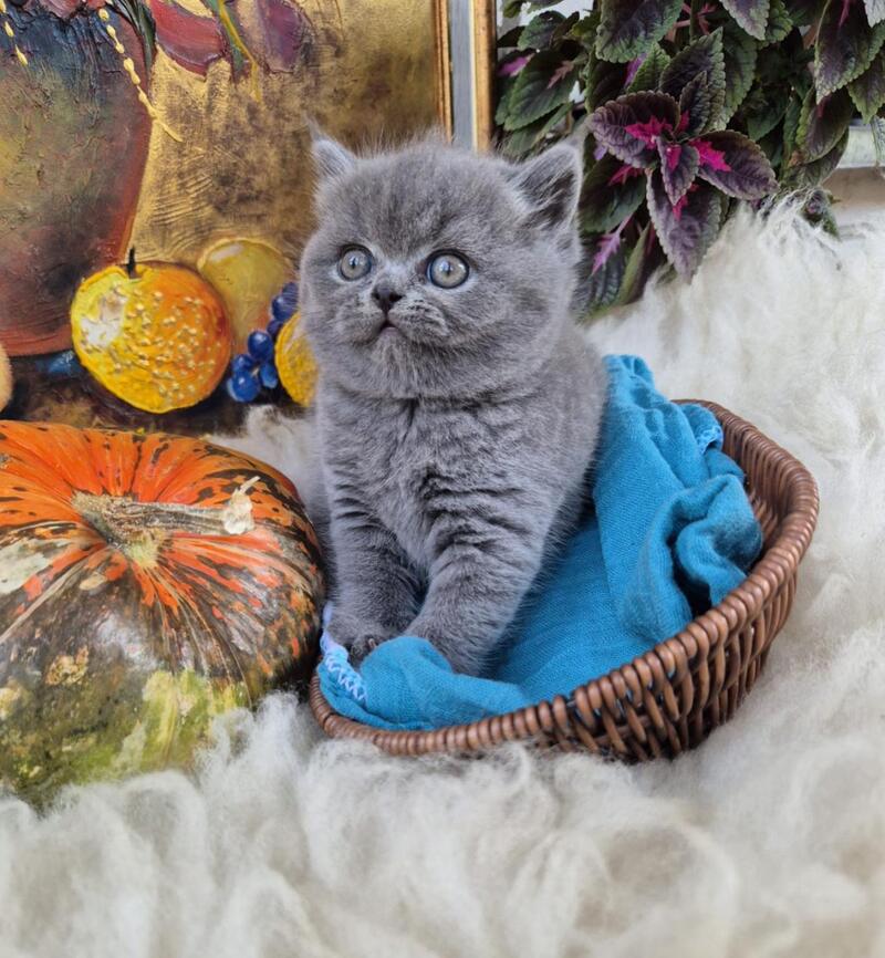 Gemma Scottish Straight female, blue