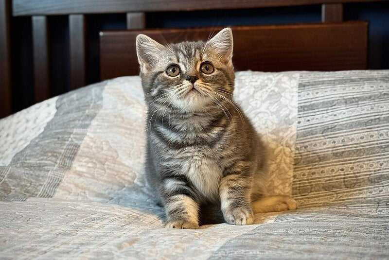 Julija Scottish Straight female, blue silver tabby