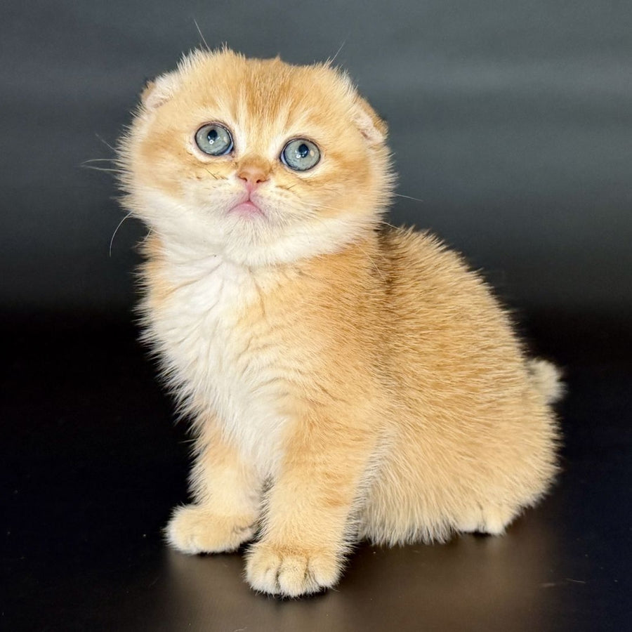 Ulani Scottish Fold female, black golden chinchilla