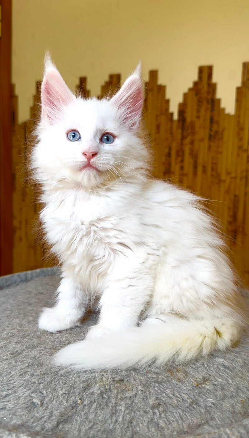 Ursula Maine Coon female, white