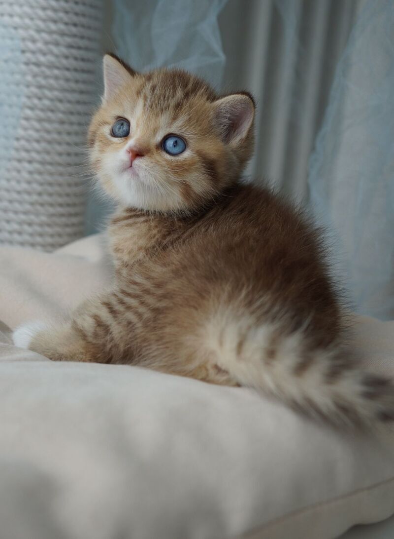 Ray British Shorthair male, chocolate tabby with white