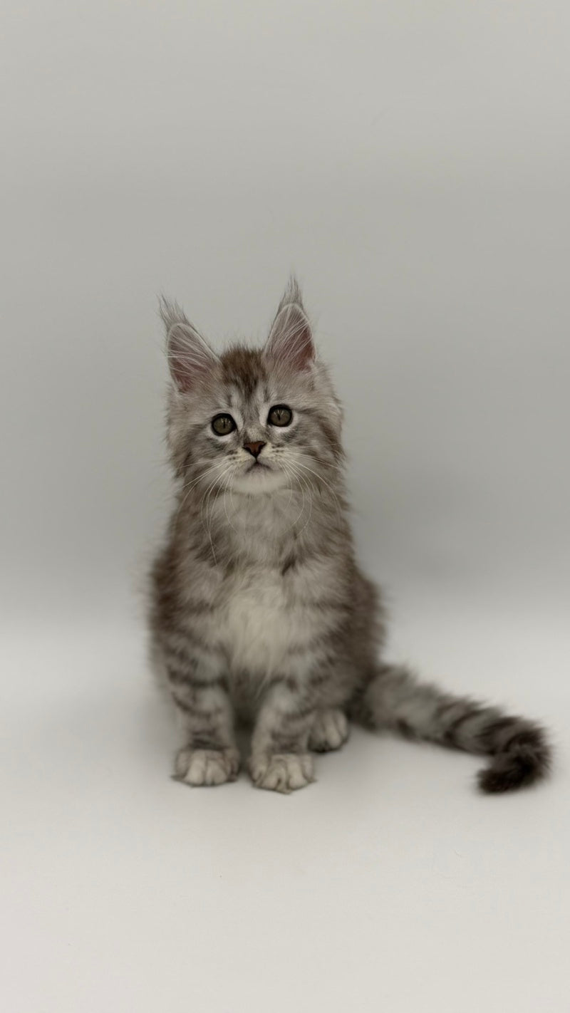 Mantra Maine Coon female, black silver spotted tabby