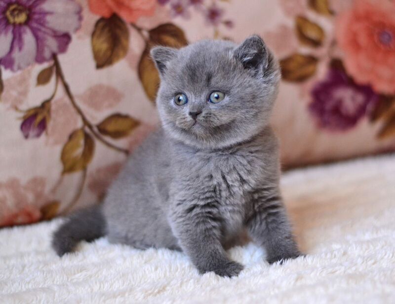 Eva British Shorthair female blue - live animals