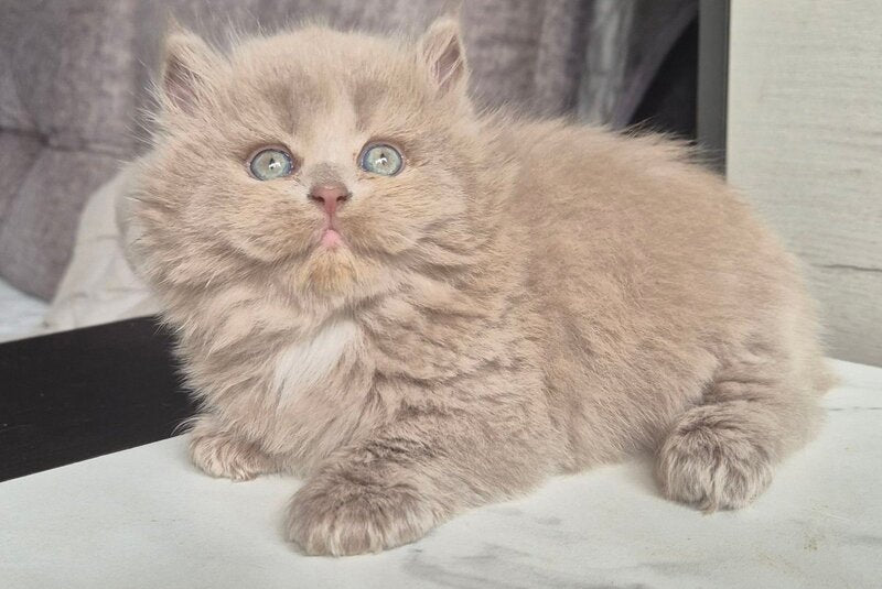 Jina British Longhair male, fawn