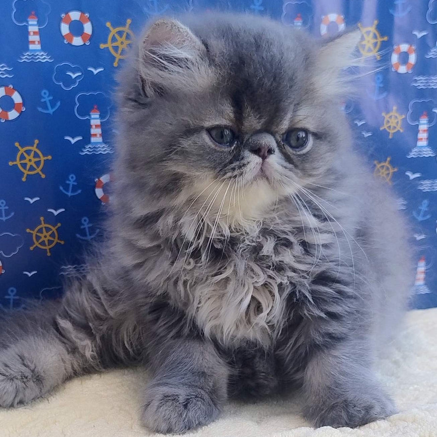 Bars Persian male, blue tabby