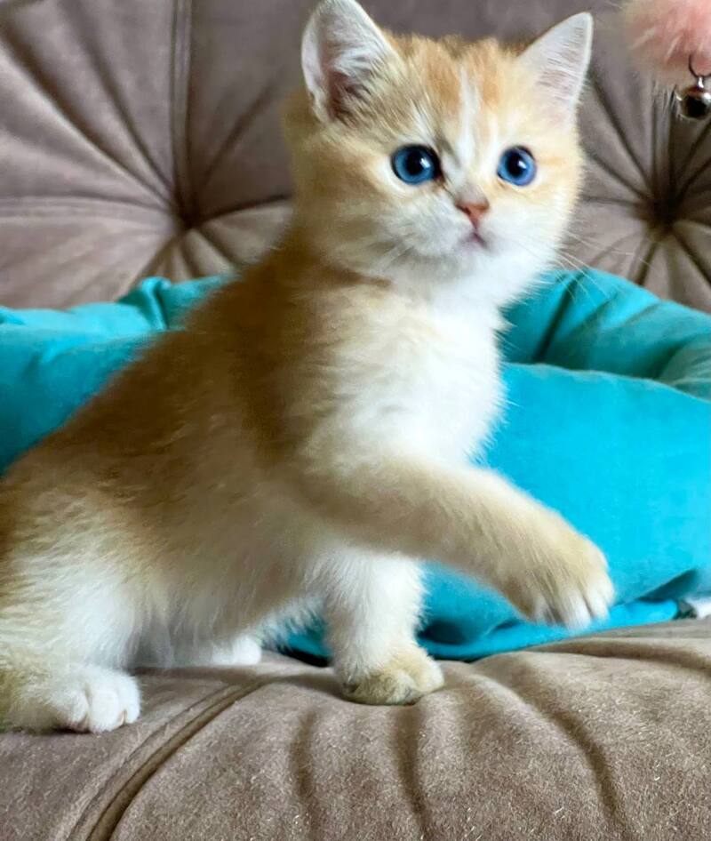 Deya British Shorthair female black golden shaded - live animals