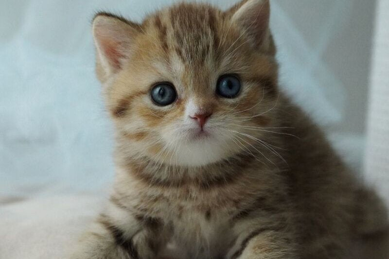 Ray British Shorthair male, chocolate tabby with white