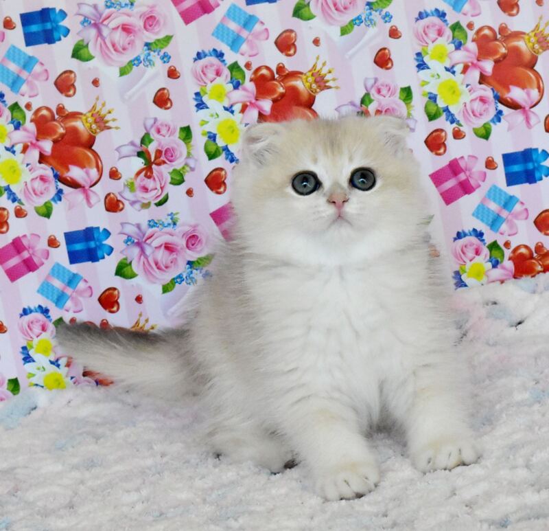 Uma Scottish Fold female, blue golden chinchilla