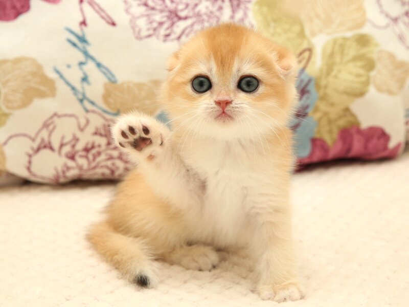 Yana Scottish Fold female black golden chinchilla - live animals