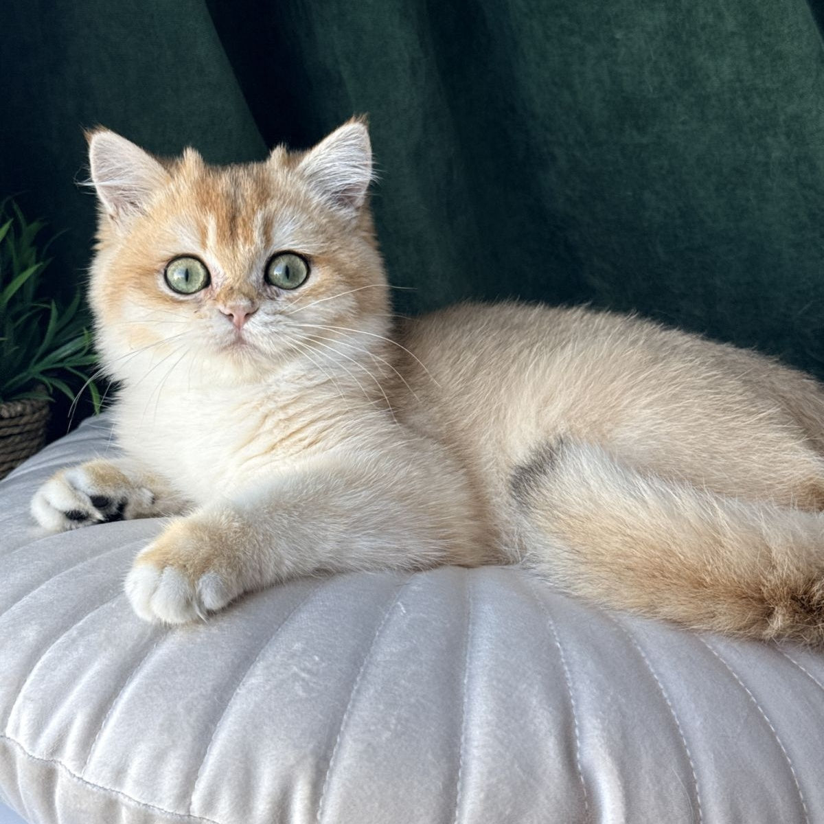 Ferdinand British Shorthair male, black golden chinchilla