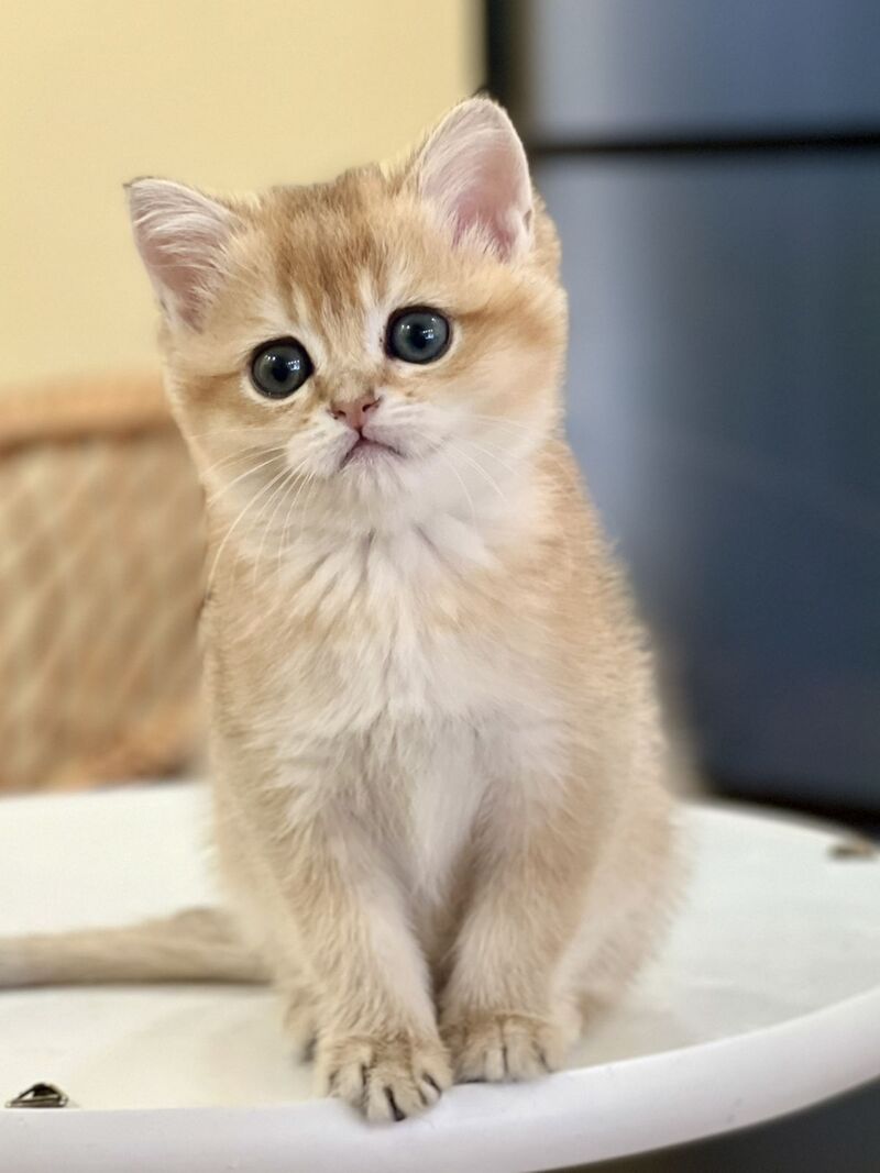 Diamond British Shorthair male black golden shaded - live animals