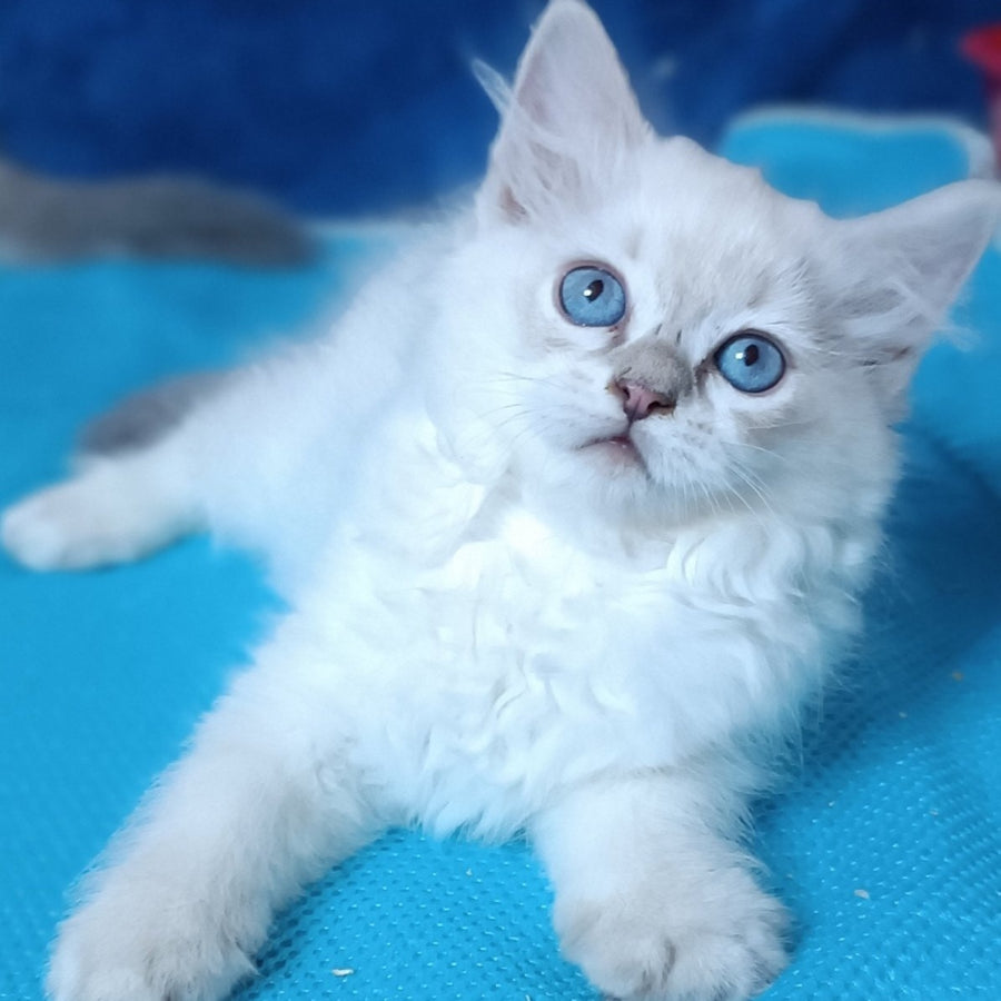 Dakota Siberian female, blue tabby pointed
