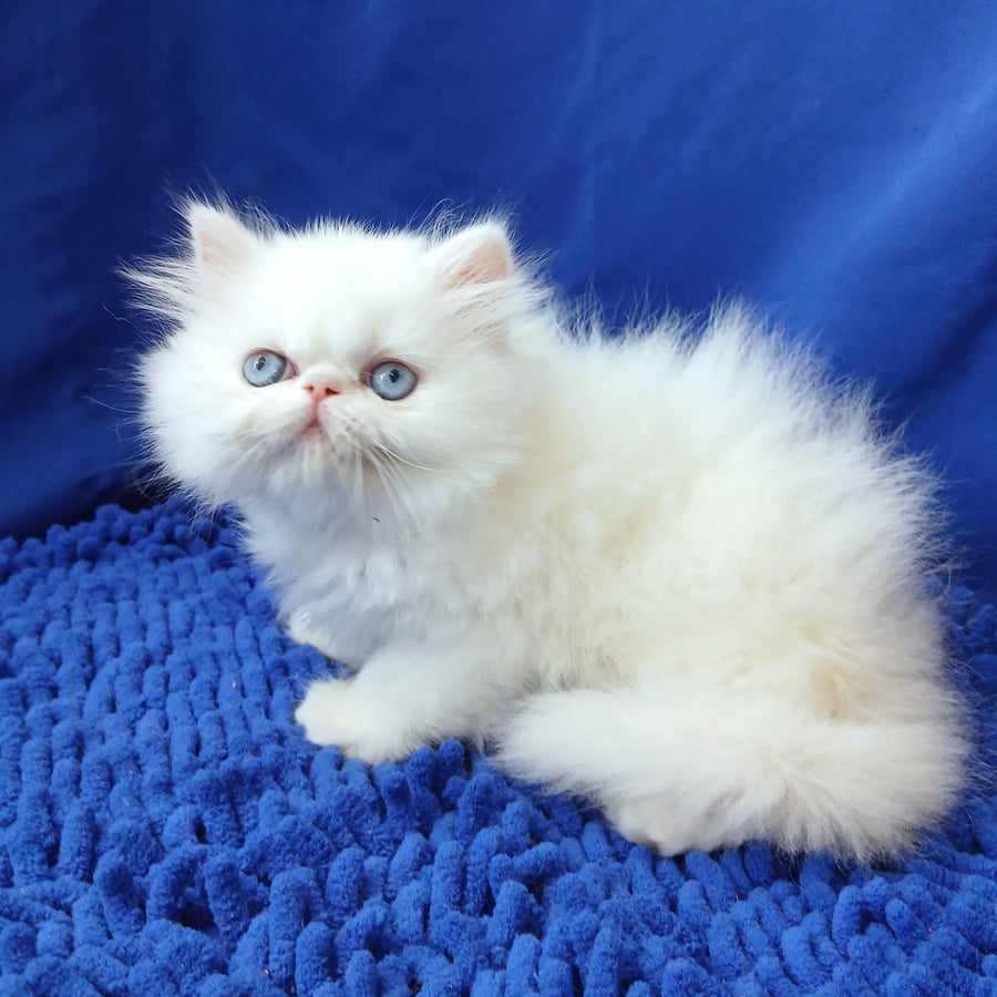 Mirey Persian female, white