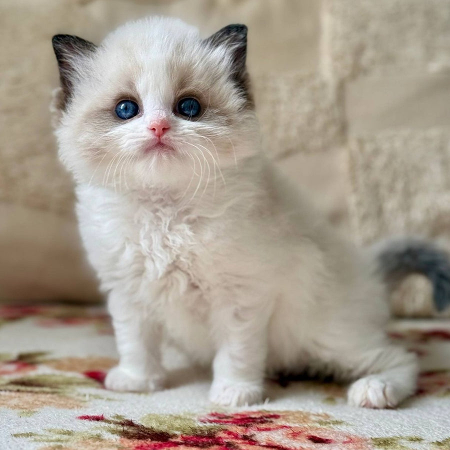 Miller Ragdoll male, black bicolour