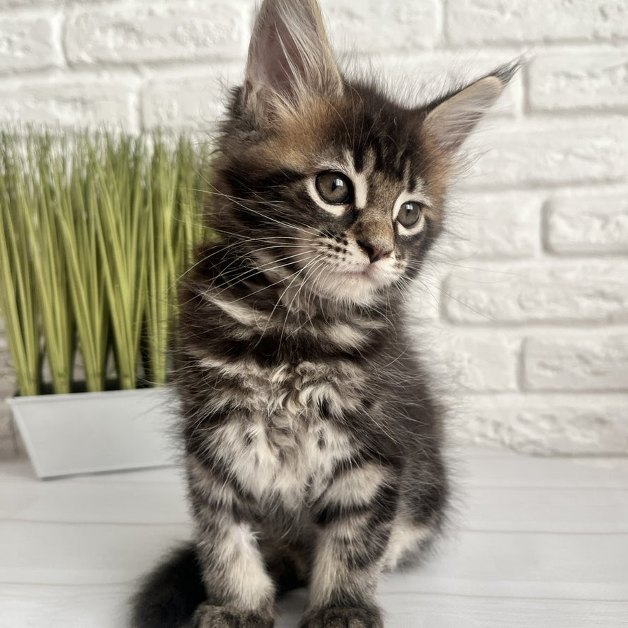 Jade Maine Coon female, black tabby