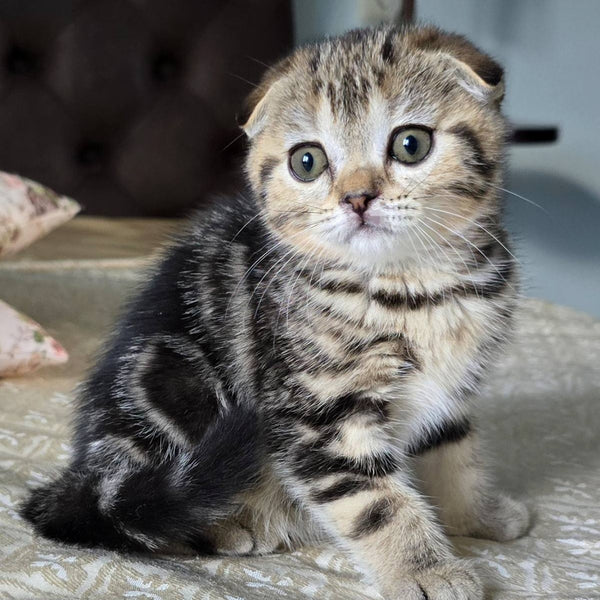 Djuliet Scottish Fold female, black tabby
