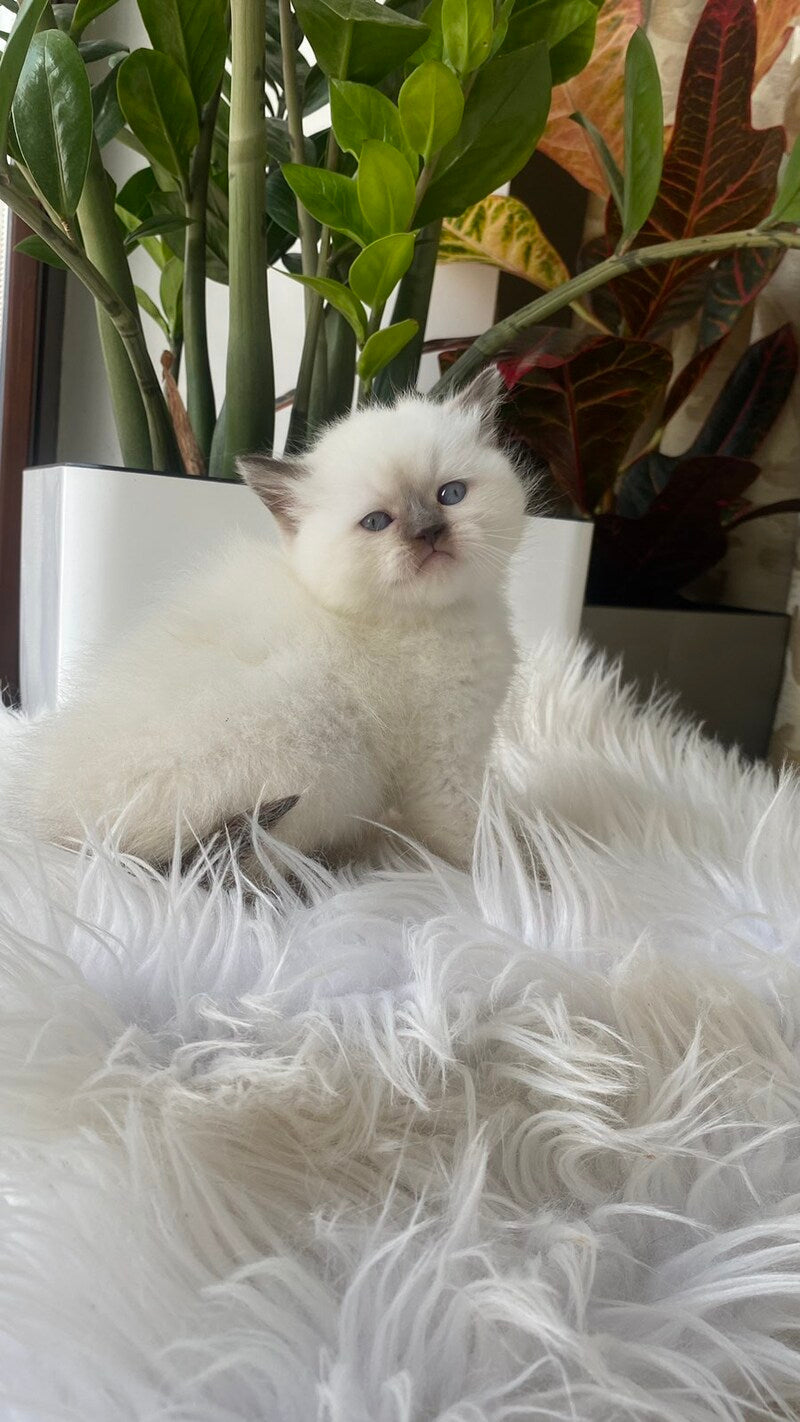Zaya British Shorthair female chocolate pointed - live animals