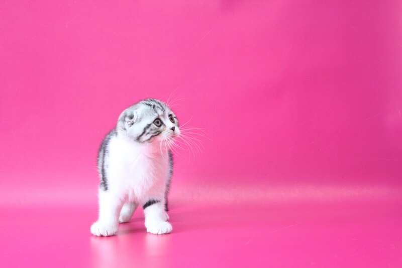 Rihanna Scottish Fold female black silver tabby bicolour live animals